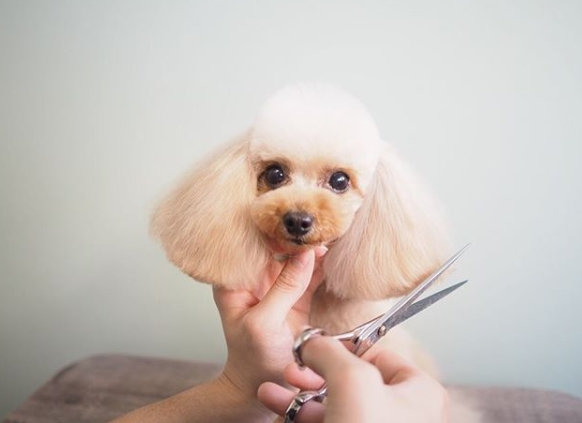 ���R���u�̉B��Ɛl�C�g���~���O�T�����������܂�������͂ǂ��Ȃ̂�